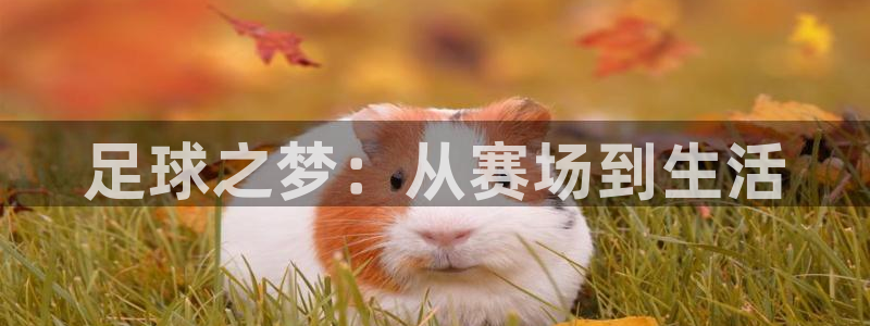 足球之梦：从赛场到生活